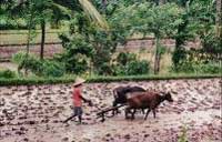 bali-farming