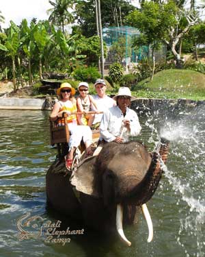 safari-gajah