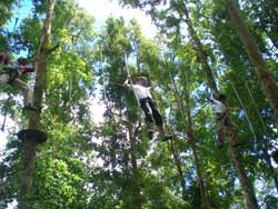 treetop-2