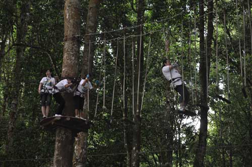 treetop